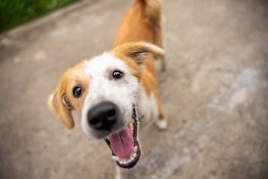 happy dog wagging tail