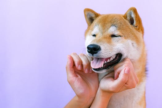 happy therapy dog with a person