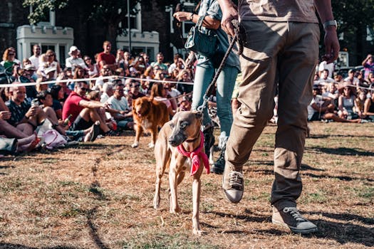 person walking a dog in the park