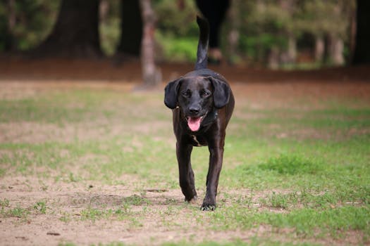 dog enjoying a walk in the park