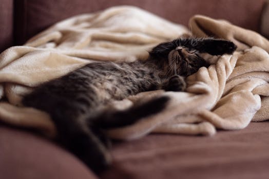 cat curled up on a couch