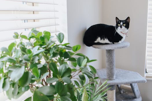 cat lounging in a sunny window