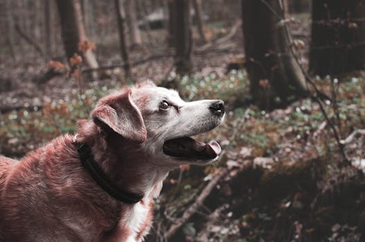 happy senior with pet