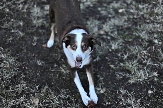 A joyful dog playing with a ball