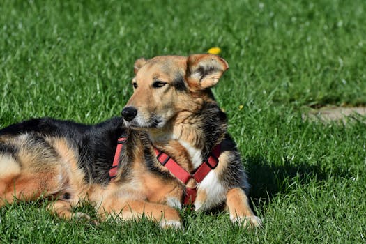 A relaxed dog lying in the sun