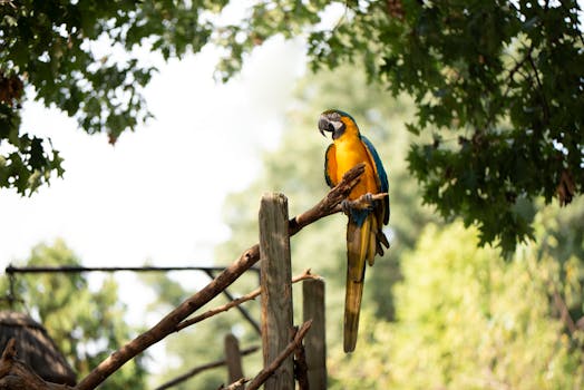 colorful parrot perched on a branch