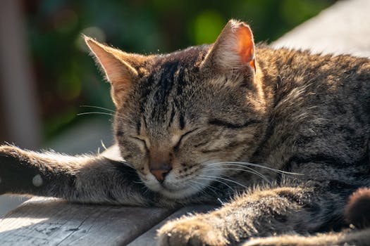 content cat lounging