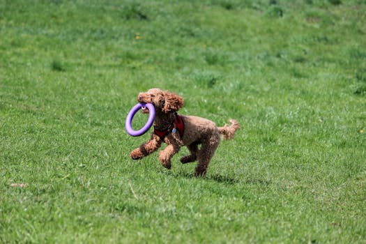 happy dog playing with eco-friendly toys