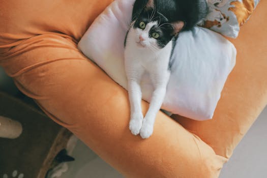 relaxed cat napping on a couch