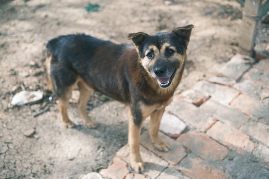 happy dog wagging its tail