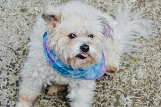 happy dog wagging its tail