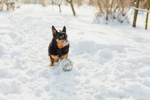 Happy dog playing with a ball